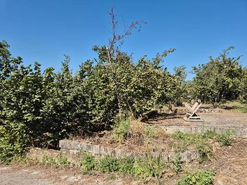 Terreno agricolo mq 12.000 circa a Forino