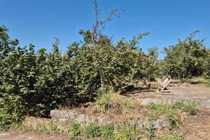 Terreno agricolo mq 12.000 circa a Forino