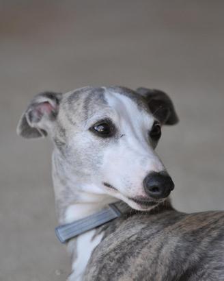 Levrieri whippet