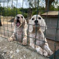 Cuccioli di Setter Inglese