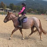 Castrone incrocio tpr