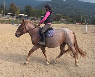 Castrone incrocio tpr