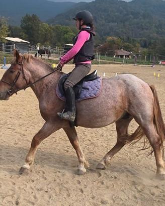 Castrone incrocio tpr