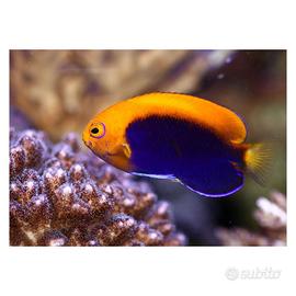 Pesci acquario marino