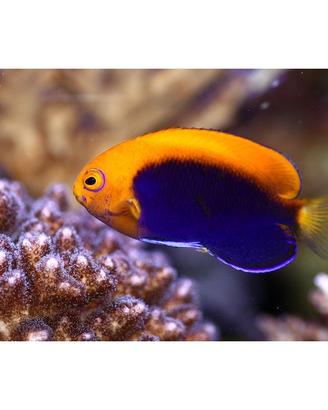 Pesci acquario marino