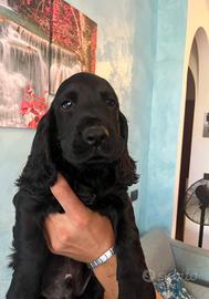 Cocker Spaniel Inglese
