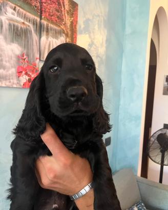 Cocker Spaniel Inglese