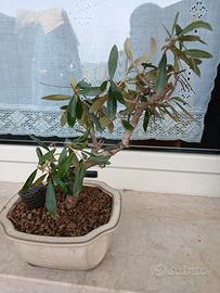 bonsai ulivo