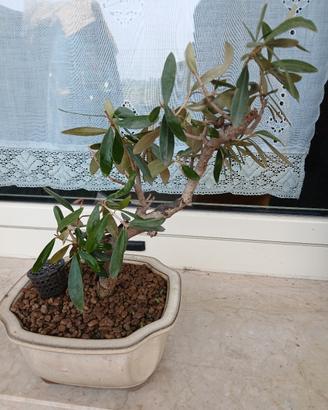 bonsai ulivo