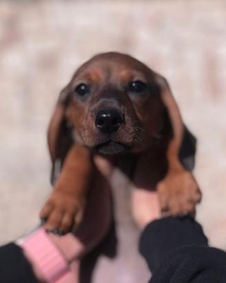 Cuccioli bassotti spettacolari