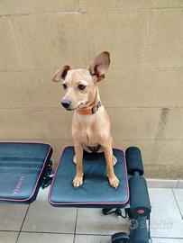 Cucciola pincher