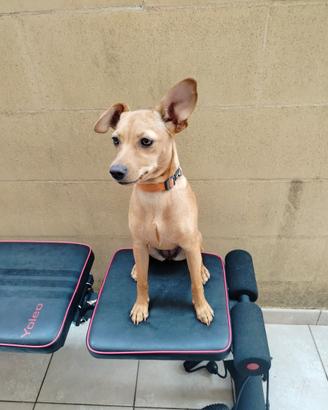Cucciola pincher
