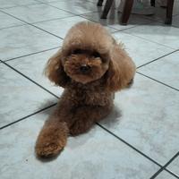 Barboncino Toy X Accoppiamento