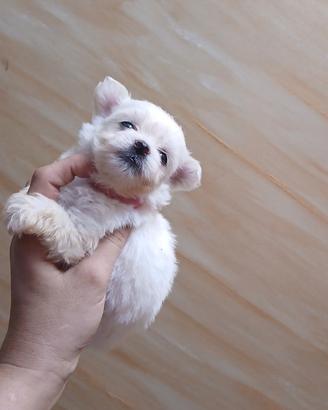 Cuccioli di maltese mini toy