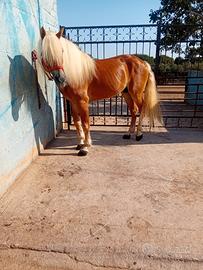 Haflinger