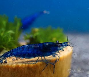Neocaridina Davidi Blue Dream