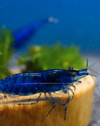 Neocaridina Davidi Blue Dream