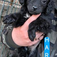 Disponibili barboncini toy/nani