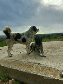 Caucaso - Asia Centrale