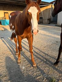 Puledro paint