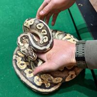 Pitone adulto femmina