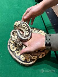 Pitone adulto femmina