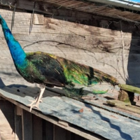 Pavoni maschio e femmina