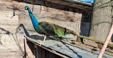 Pavoni maschio e femmina