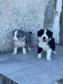 Border collie