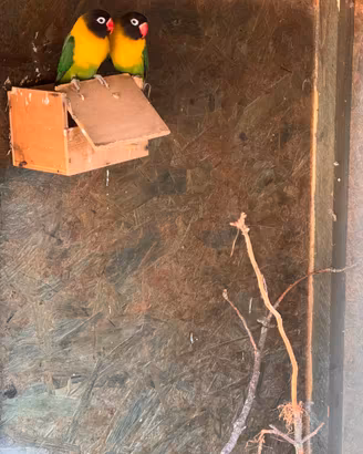 Pappagalli inseparabili personata