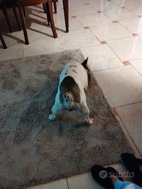 Bulldog francese