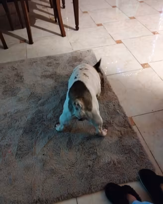 Bulldog francese