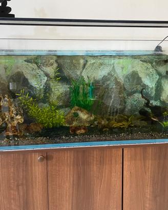 acquario
