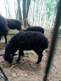 Pecore nane Ouessant maschi