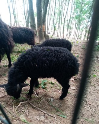 Pecore nane Ouessant maschi