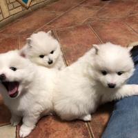 Volpino Italiano cuccioli