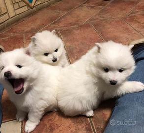 Volpino Italiano cuccioli