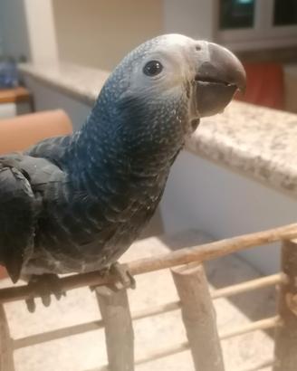 Cenerino timneh allevato a mano
