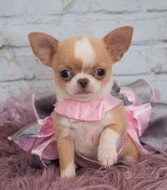 CHIHUAHUA TOY CUCCIOLI BICOLORE pag rateale