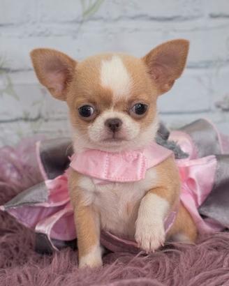 CHIHUAHUA TOY CUCCIOLI BICOLORE pag rateale