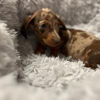 Bassotto Kaninchen Arlecchini e tinta unita