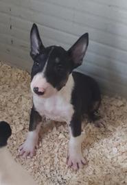 Cuccioli di Bull Terrier Standard