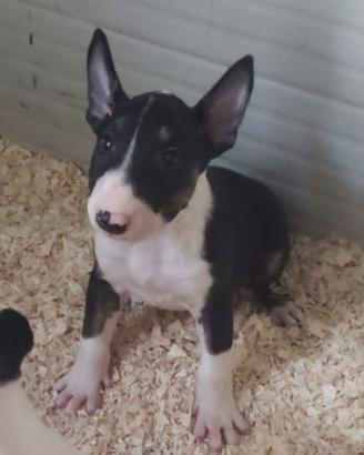 Cuccioli di Bull Terrier Standard