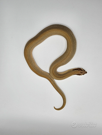 Heterodon nasicus , hognose