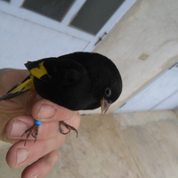 Negrito della Bolivia