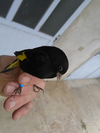 Negrito della Bolivia