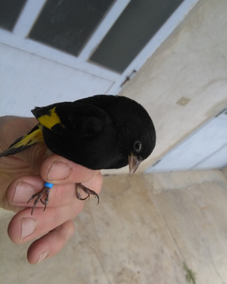 Negrito della Bolivia