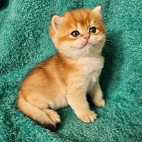 Meraviglioso cucciolo maschio 1 british shorthair