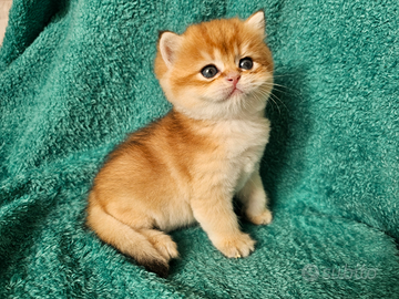 Meraviglioso cucciolo maschio 1 british shorthair