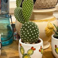 Pianta grassa in vasetto di ceramica fatta a mano